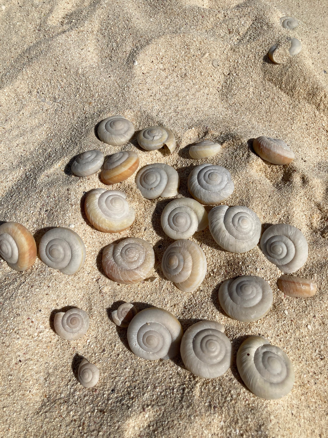 coffee,srilanka,ceylon,curry,veil,wedding,gift,present,paty